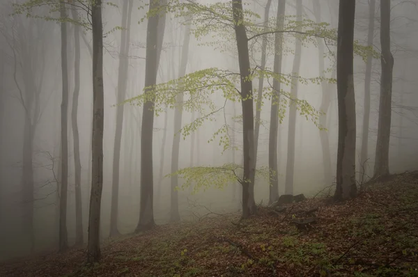 Árbol en un bosque oscuro con niebla espesa — Foto de Stock