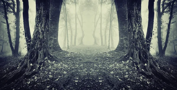 Floresta escura simétrica com nevoeiro e árvores — Fotografia de Stock