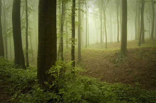 Зеленый загадочный лес с туманом — стоковое фото