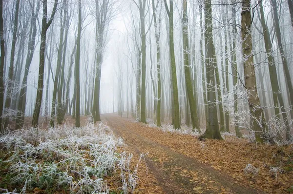 Road trough forest with fog and frost on branches in late autumn — Stock Photo, Image