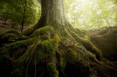 Roots of tree with green moss in green forest clipart