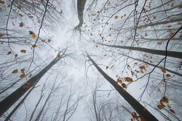 Drzewa w lesie z mgły jesienią sięgają nieba — Zdjęcie stockowe
