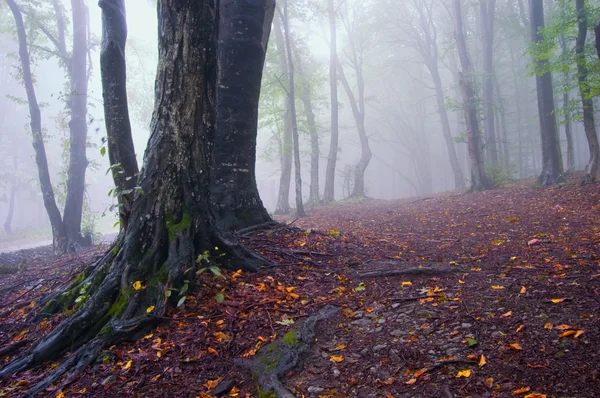 神秘令人毛骨悚然的森林，在秋天的雾 — 图库照片