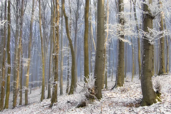 Inverno em uma floresta com árvores de nevoeiro ao nascer do sol — Fotografia de Stock