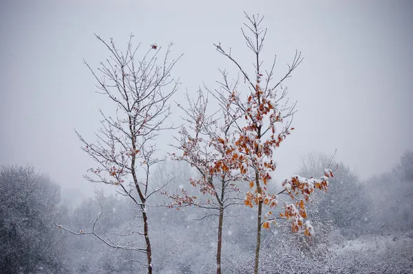 Дерево с апельсиновыми листьями зимой с падающим снегом — стоковое фото