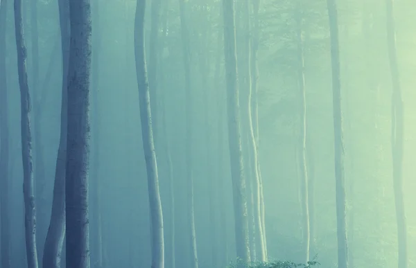 Ethereal skog med dimma fram träd — Stockfoto