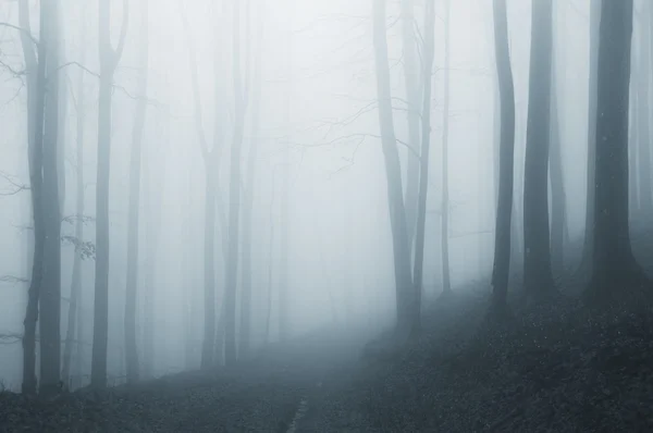 Surreale foresta misteriosa con nebbia blu — Foto Stock