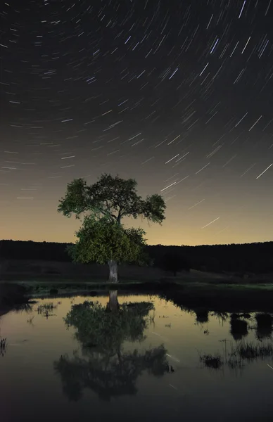 Star trails over tree and lake at night — Stock Photo, Image