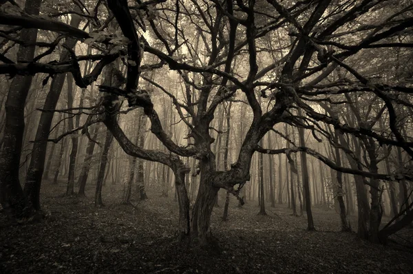 Donkere boom in een forest met mist Stockafbeelding