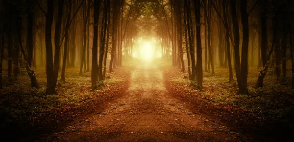 对称与日出雾林中之路 免版税图库照片