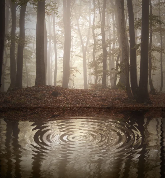 Lac en forêt — Photo