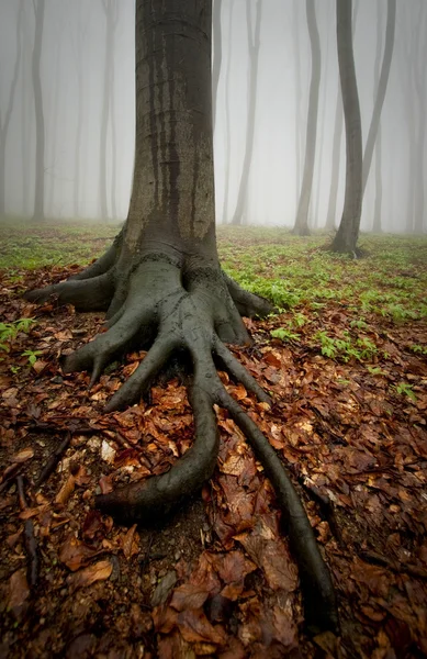 Tree with big roots in forest with fog — Stock Photo, Image