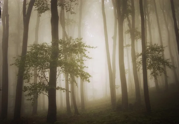 Tajemné mlhy v lese — Stock fotografie
