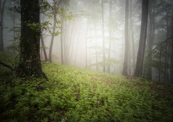 Лес природы — стоковое фото
