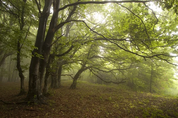 Grüner Wald mit Nebel — Stockfoto