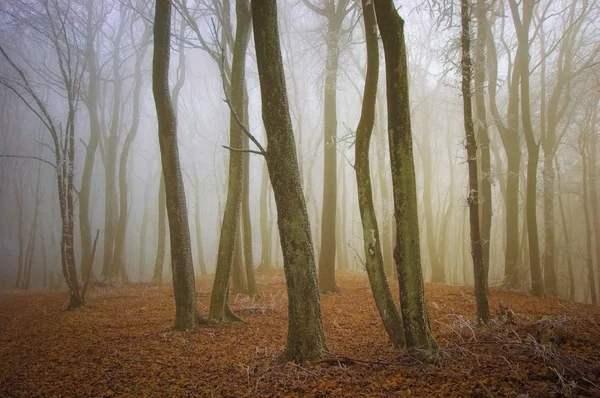 森林与霜冻和大雾在深秋 — 图库照片