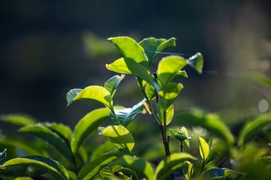 Yeşil çay tomurcuğu ve taze yapraklar. Çay tarlaları.