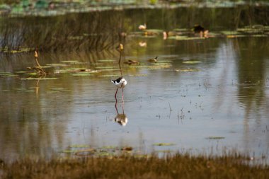 Kuşlar doğal ortamlarında. Aç boyalı leylek, Sri Lanka.