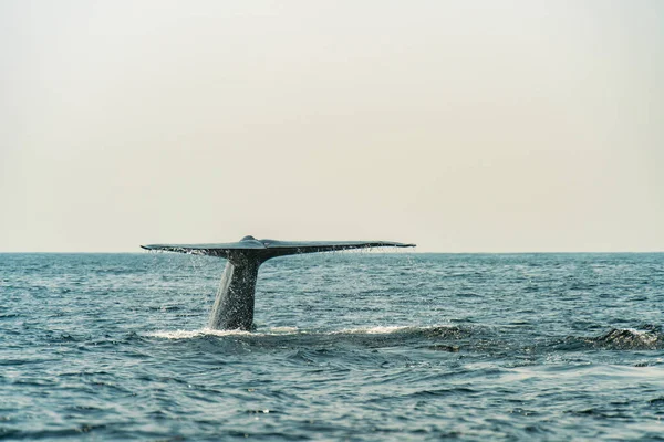 Hrbatý velrybí ocas se zvedá. Seascape s velrybím ocasem. Megaptera novaeangliae. — Stock fotografie