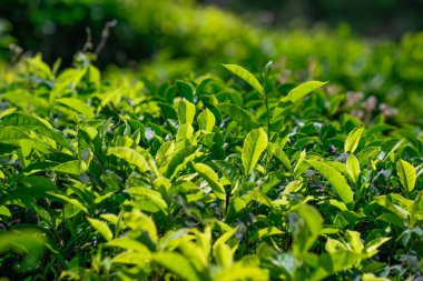 Yeşil çay tomurcuğu ve taze yapraklar. Çay tarlaları.