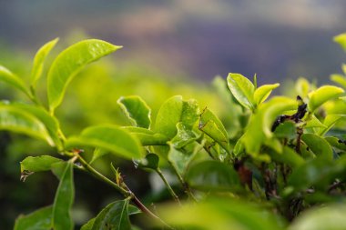 Taze çay yaprakları yakın plan. Çay tarlaları.