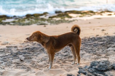Sri Lanka 'daki okyanus sahilinde kırmızı köpek. Denize bakan köpek..