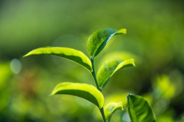 Taze yeşil çay yaprağı. Yeşil Çay Yaprakları güneş doğarken bir çay tarlasında çekim yapar.. 