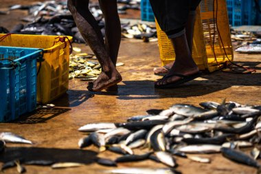 Mirissa, Sri Lanka - 29 Ocak 2019: Sri Lanka balık pazarı.