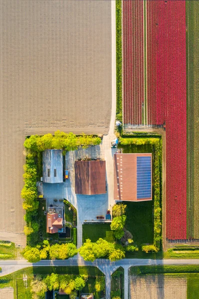 Vista Aérea Los Campos Plantados Tulipanes Área Dronten Primavera Los —  Fotos de Stock