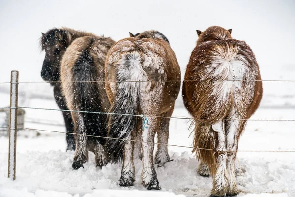 Caballos islandeses. El caballo islandés es una raza de caballos creada en Islandia. — Foto de Stock