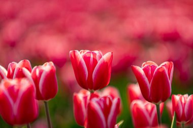 Pembe laleler ve güneş ışığı. Ünlü güzel çiçek bahar günü açar..
