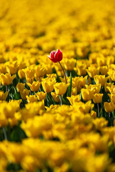 Bloeiend tulpenveld in Noord-Holland — Stockfoto