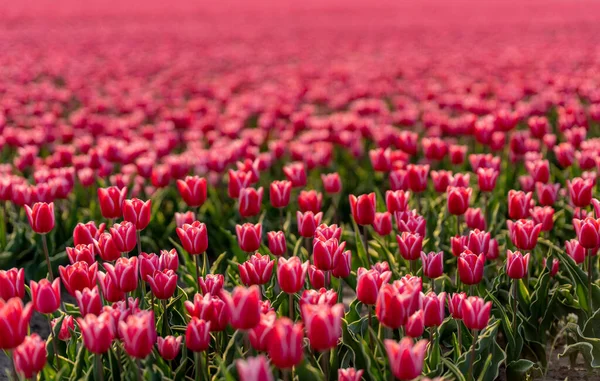 Campo de tulipas rosa com a luz solar. Famosa flor bonita florescer no dia de primavera. — Fotografia de Stock