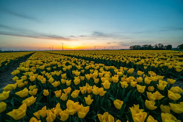 Campo de tulipas em flor na Holanda do Norte, Países Baixos — Fotografia de Stock