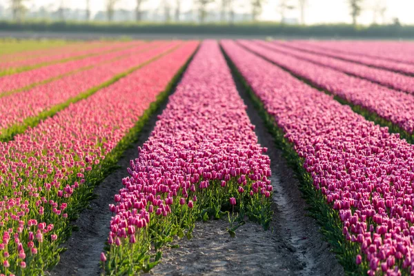 Campo de tulipas rosa com a luz solar. Famosa flor bonita florescer no dia de primavera. — Fotografia de Stock