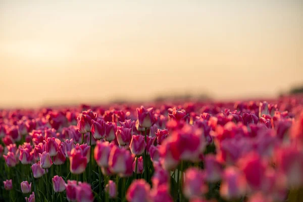 Widok na kolorowe pola tulipanów rano, Holandia Obraz Stockowy