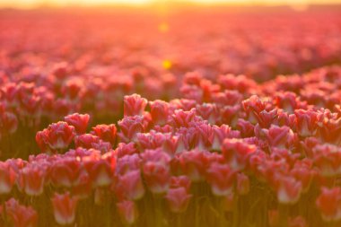 Hollanda, Kuzey Hollanda 'da çiçek açan lale tarlası