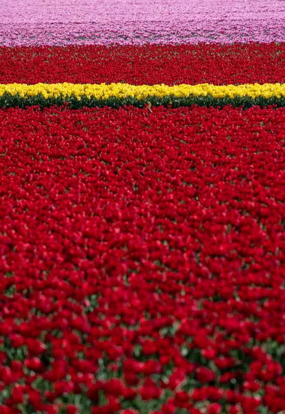 Vista panorâmica do campo de floração vermelho contra o céu, Países Baixos — Fotografia de Stock