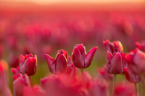 Widok na kolorowe pola tulipanów rano, Holandia Obrazy Stockowe bez tantiem