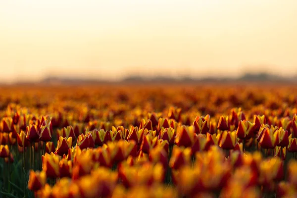 Tulipa Flores Produção em Lisse, Países Baixos — Fotografia de Stock
