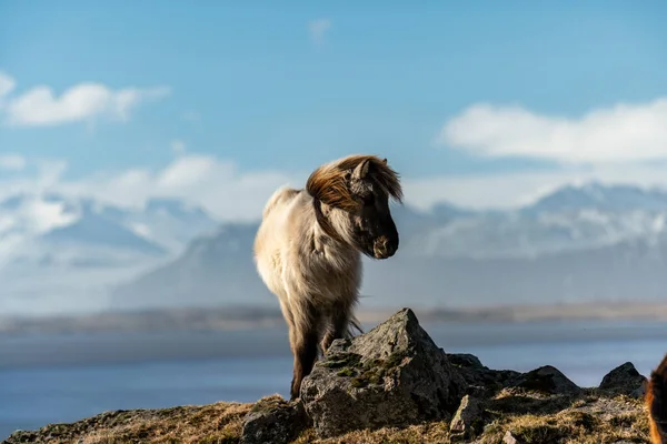Islandští koně. Islandský kůň je plemeno koní vytvořené na Islandu — Stock fotografie