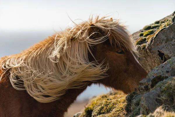 Caballos islandeses. El caballo islandés es una raza de caballos creada en Islandia. —  Fotos de Stock