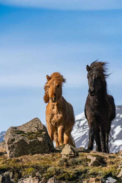 Ісландські коні. Ісландський кінь - порода коней, створена в Ісландії. — стокове фото