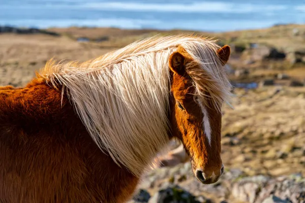 Cavalos islandeses. O cavalo islandês é uma raça de cavalo criada na Islândia — Fotografia de Stock