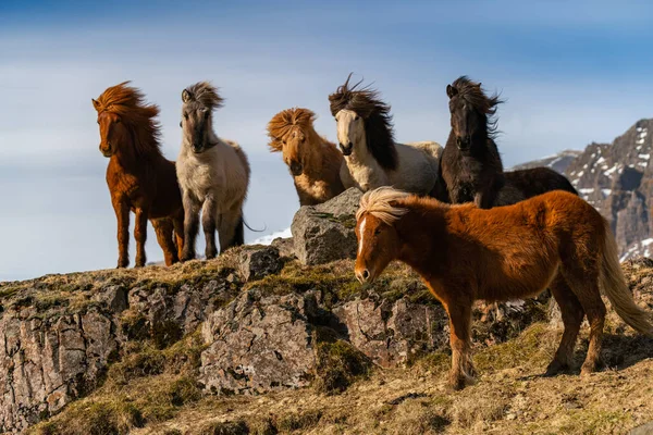 İzlanda atları. İzlanda atı İzlanda 'da üretilen bir attır. — Stok fotoğraf