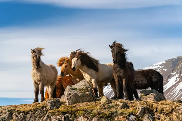 Islandzkie konie. Islandzki koń to rasa koni stworzona na Islandii. Obrazy Stockowe bez tantiem