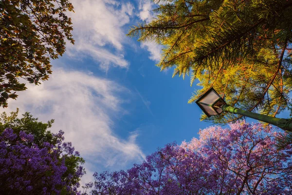 Blossoming trees of Jacaranda in the park Vivieros in the pre-hours. Valencia, Spain — Stock Photo, Image