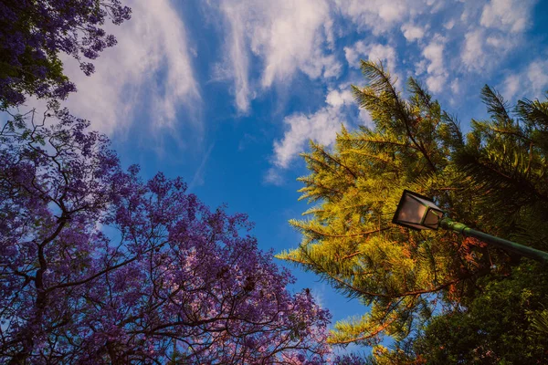 Blossoming trees of Jacaranda in the park Vivieros in the pre-hours. Valencia, Spain — Stock Photo, Image