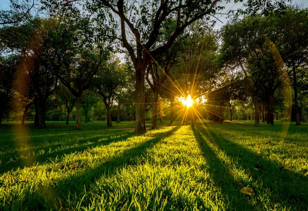 Světlo prorazil list stromu a dlouhé stíny během západu slunce v park Turia. Valencia. — Stock fotografie
