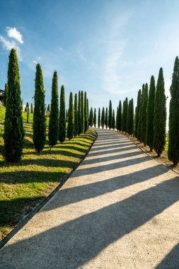 Mavi gökyüzüne karşı bir grup selvi ile tipik bir Toskana manzarasının manzarası. Toskana, İtalya, Güney Avrupa.